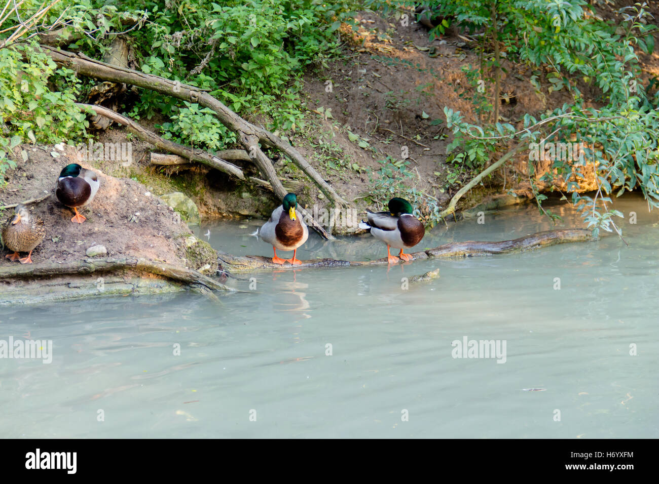 Two colored beautiful duck sitting on a tree root in water, and the other two ducks sitting on the shore of the lake. Stock Photo