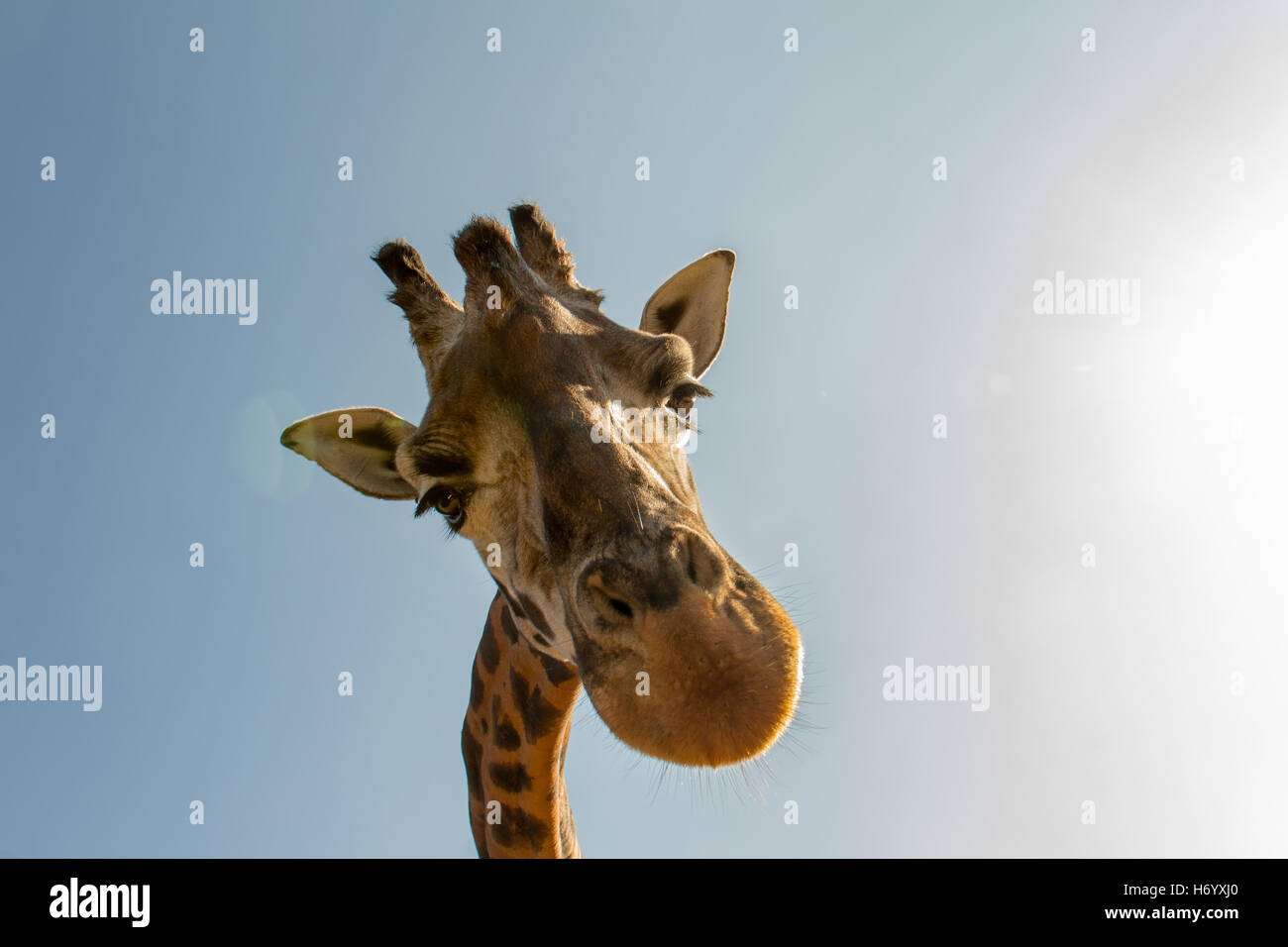 Giraffe head, surprise stares at me on a sunny day. Stock Photo