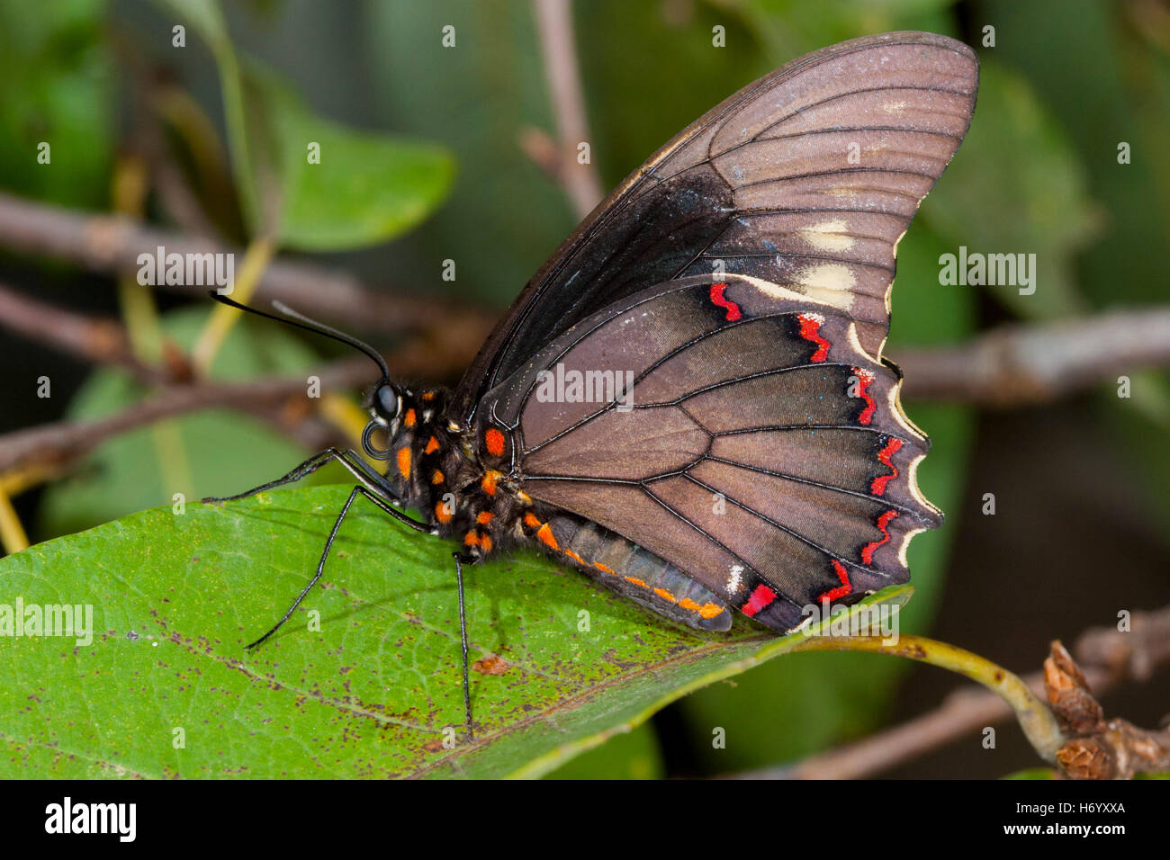 Polydamas Swallowtail  Battus polydamas    Gomez Farias, Mexico 26 January 2004       Adult       Papilionidae   Papilioninae Stock Photo