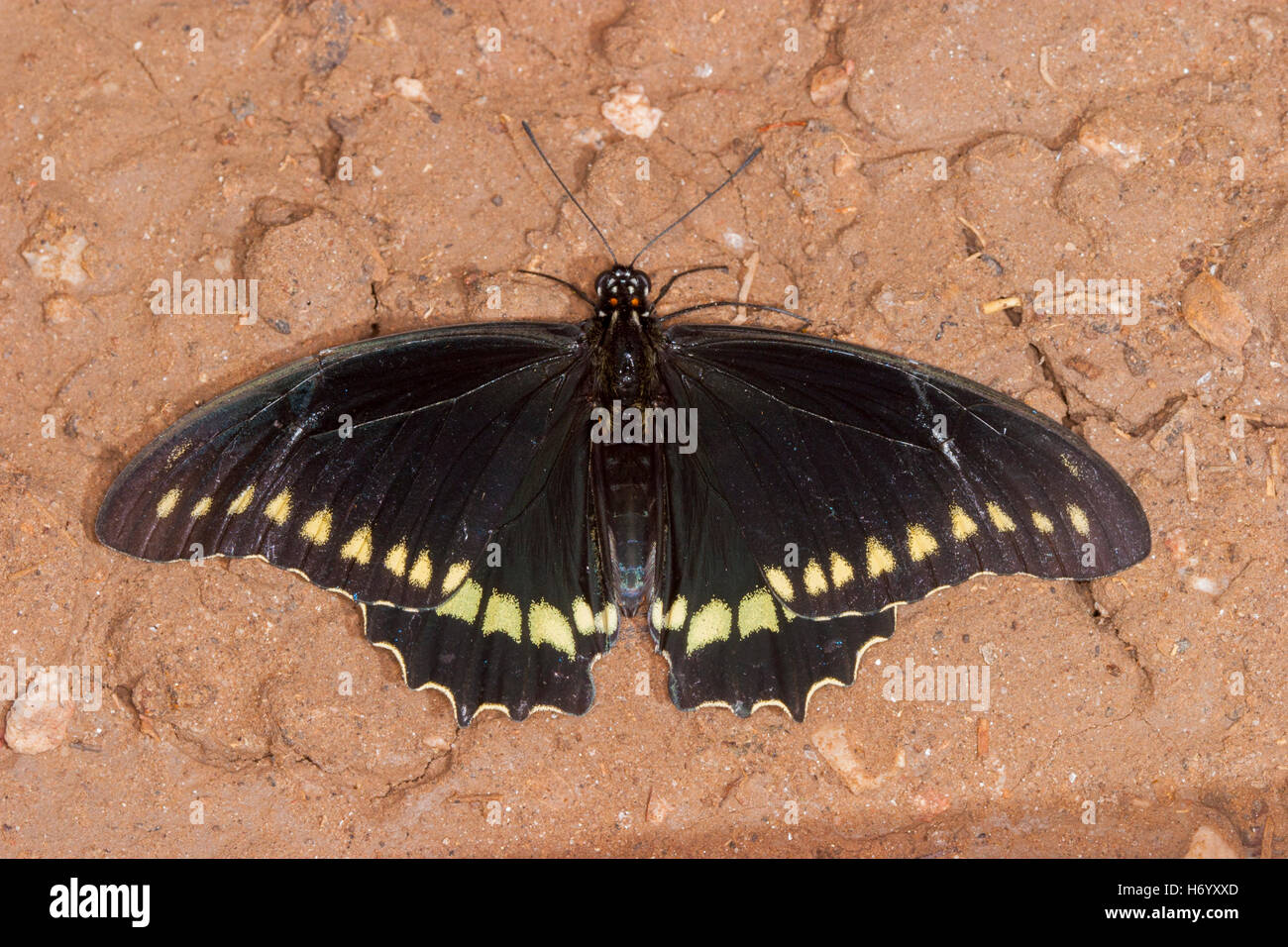 Polydamas Swallowtail  Battus polydamas    Gomez Farias, Mexico 13 November 2003       Adult       Papilionidae   Papilioninae Stock Photo