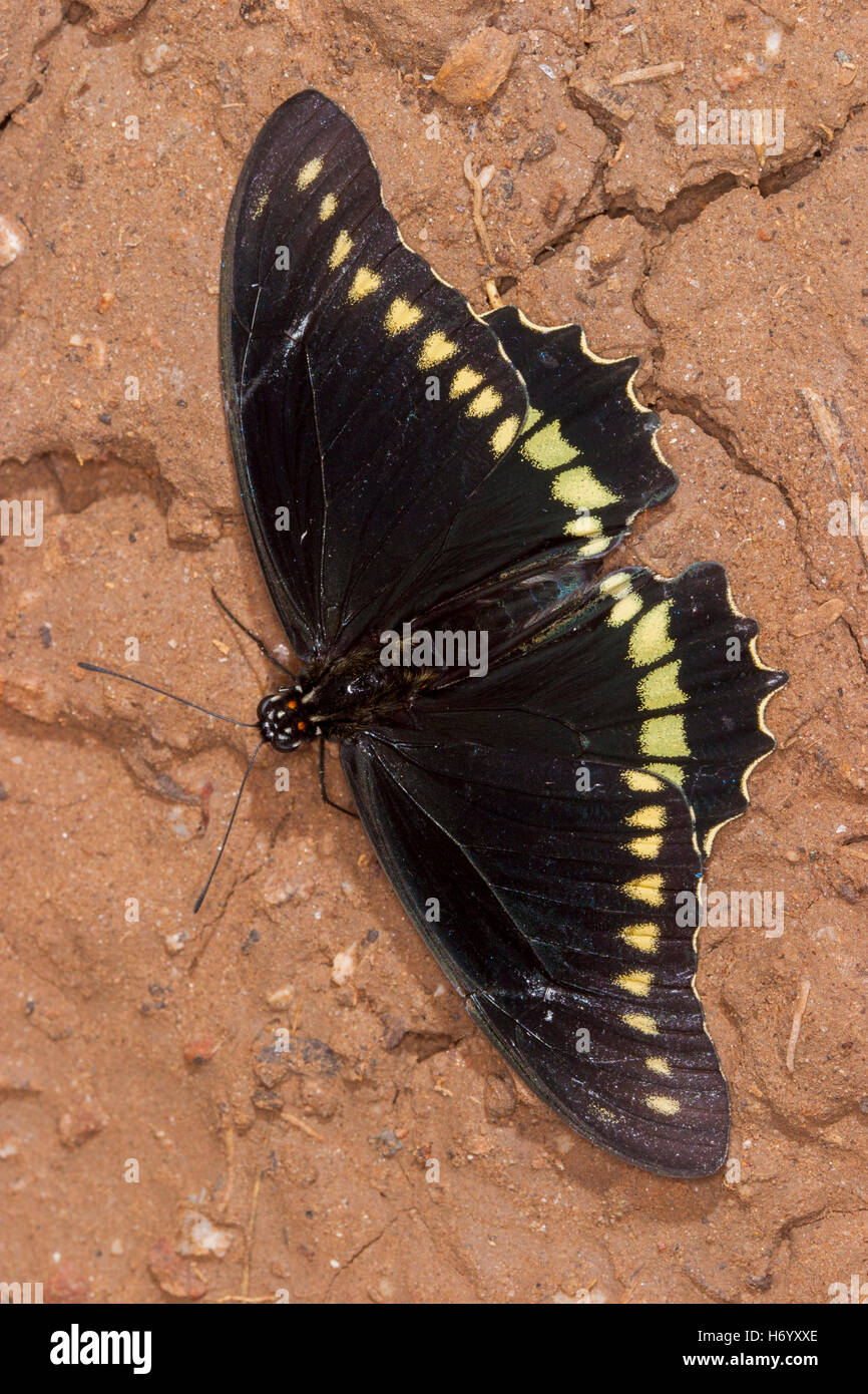 Polydamas Swallowtail  Battus polydamas    Gomez Farias, Mexico 13 November 2003       Adult       Papilionidae   Papilioninae Stock Photo