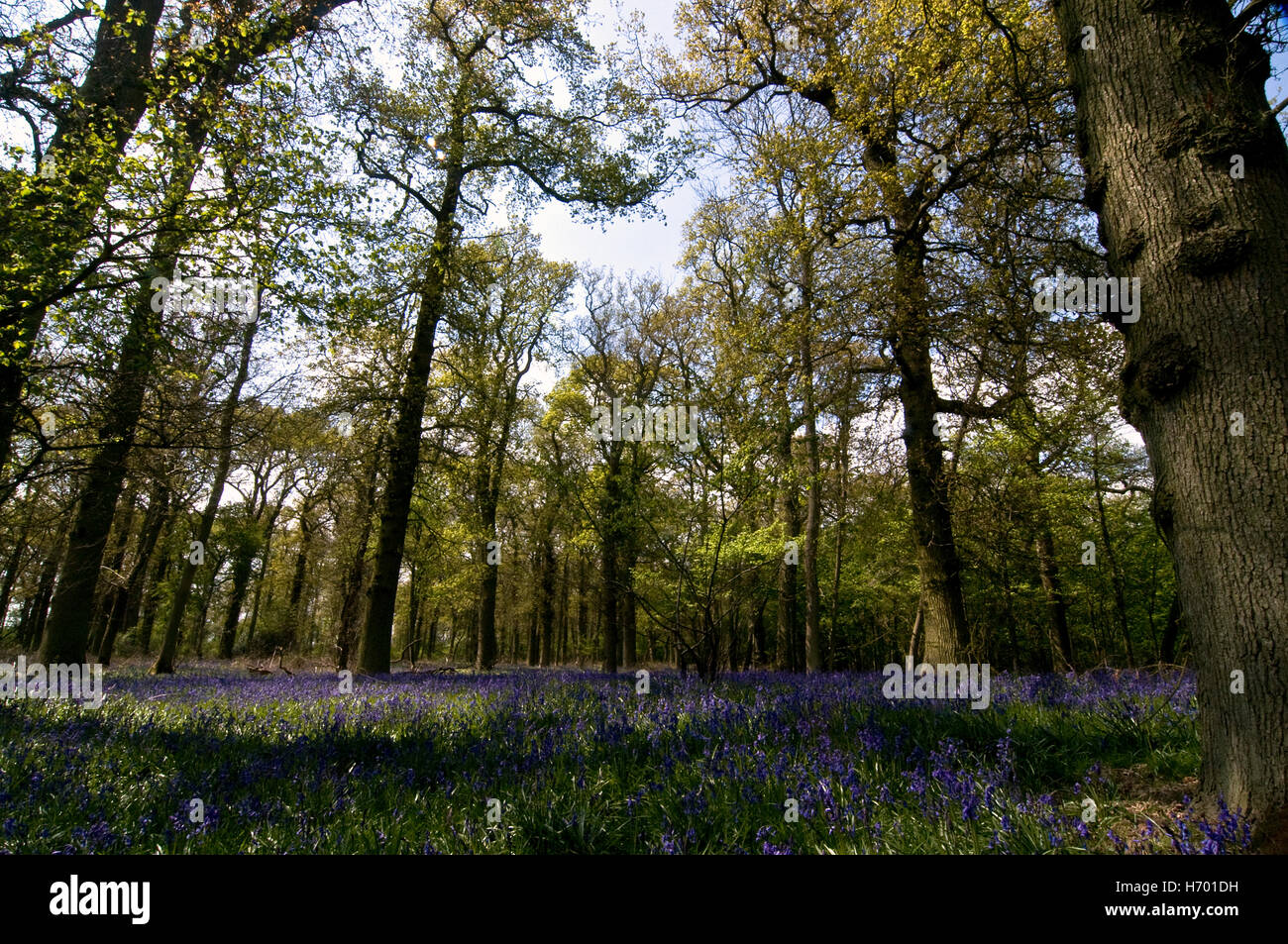 A Bluebell Carpet Stock Photo Alamy