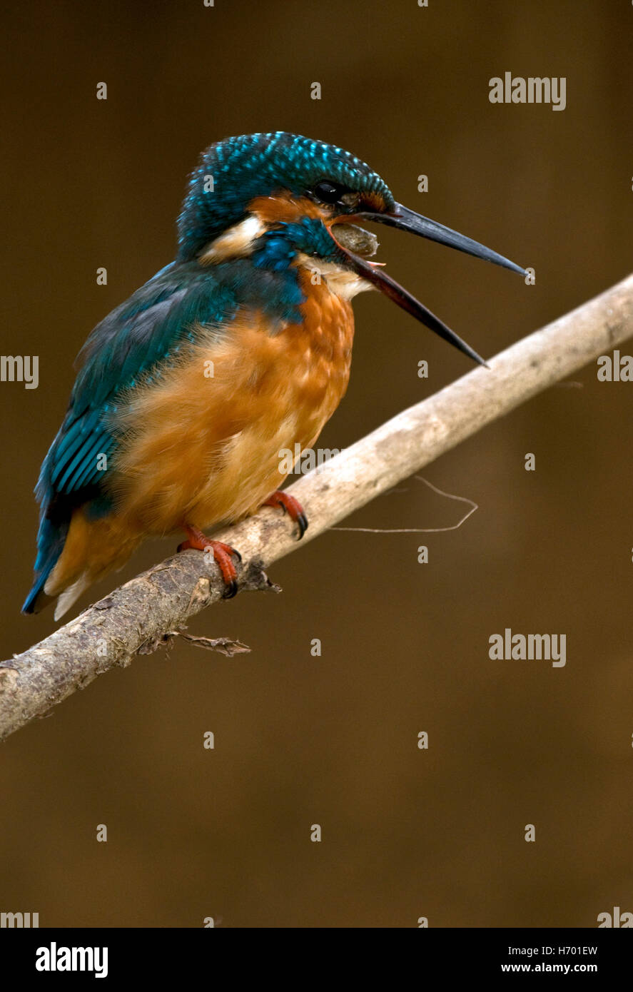Kingfisher and Pellet Stock Photo
