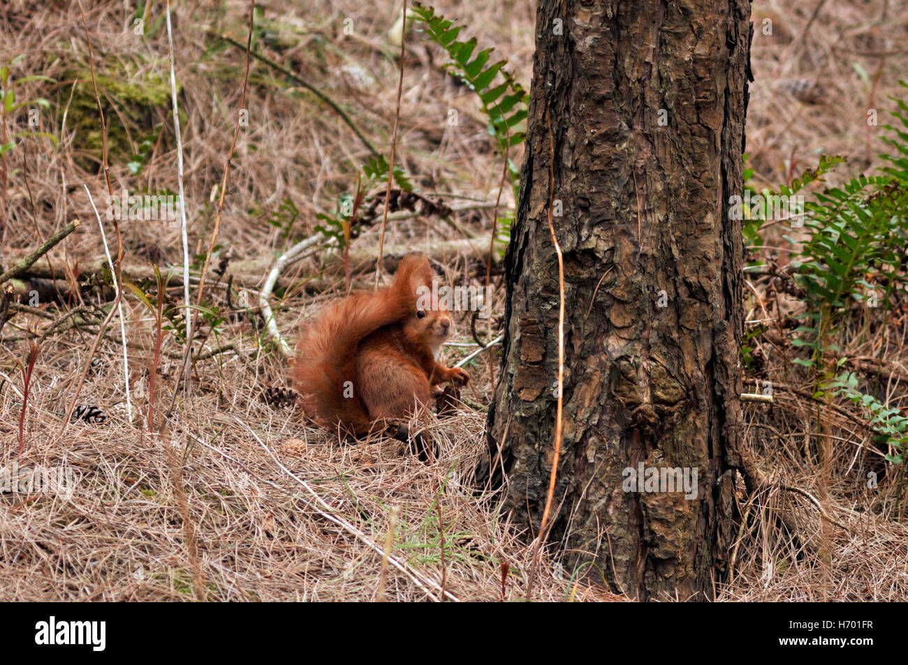 Red Squirrel foraging Stock Photo
