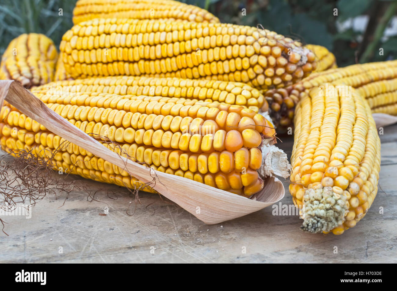 Yellow corn cob on wooden table. Selective focus Stock Photo Alamy