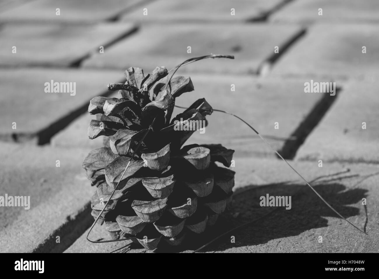 Pine cone Black and White Stock Photos & Images Alamy