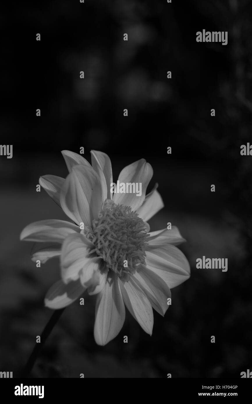 lovely alone flower , black and white Stock Photo - Alamy