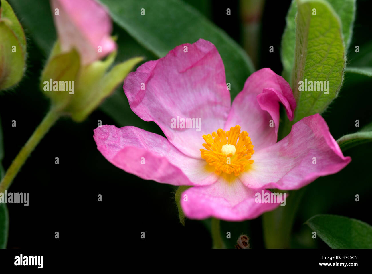 Colorful flowers and clarity Stock Photo Alamy