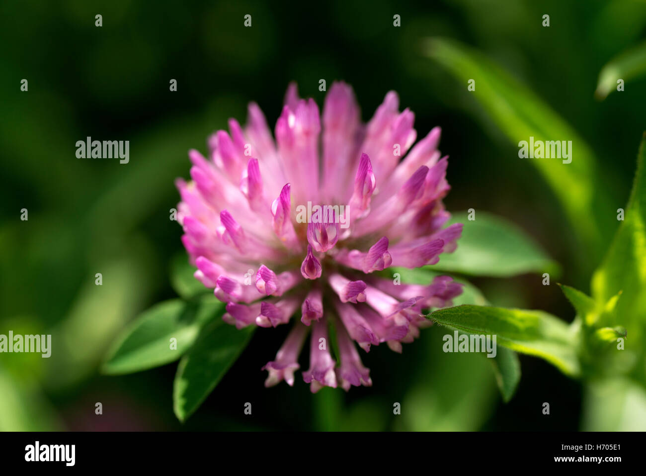 Colorful flowers and clarity Stock Photo