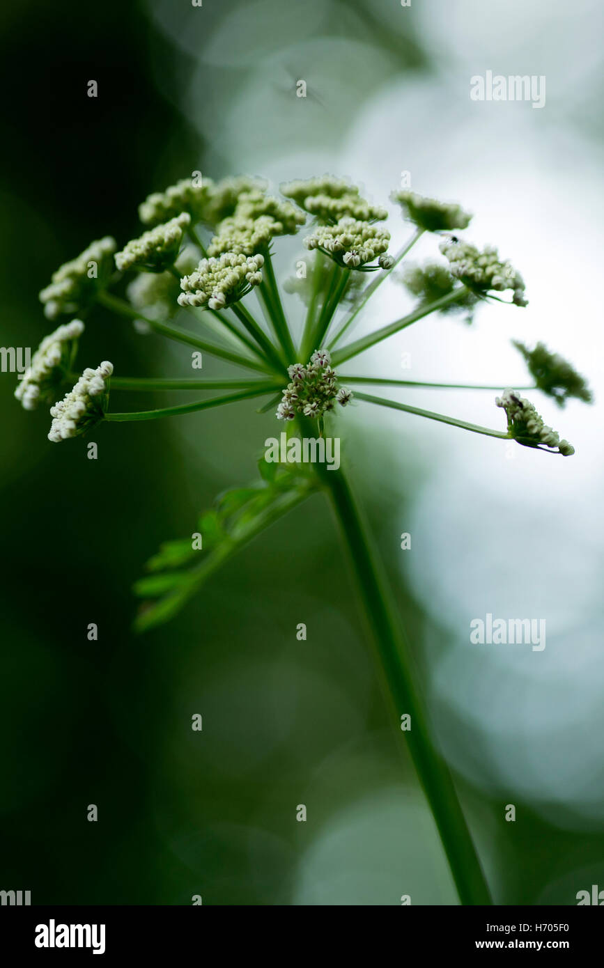 Colorful flowers and clarity Stock Photo Alamy