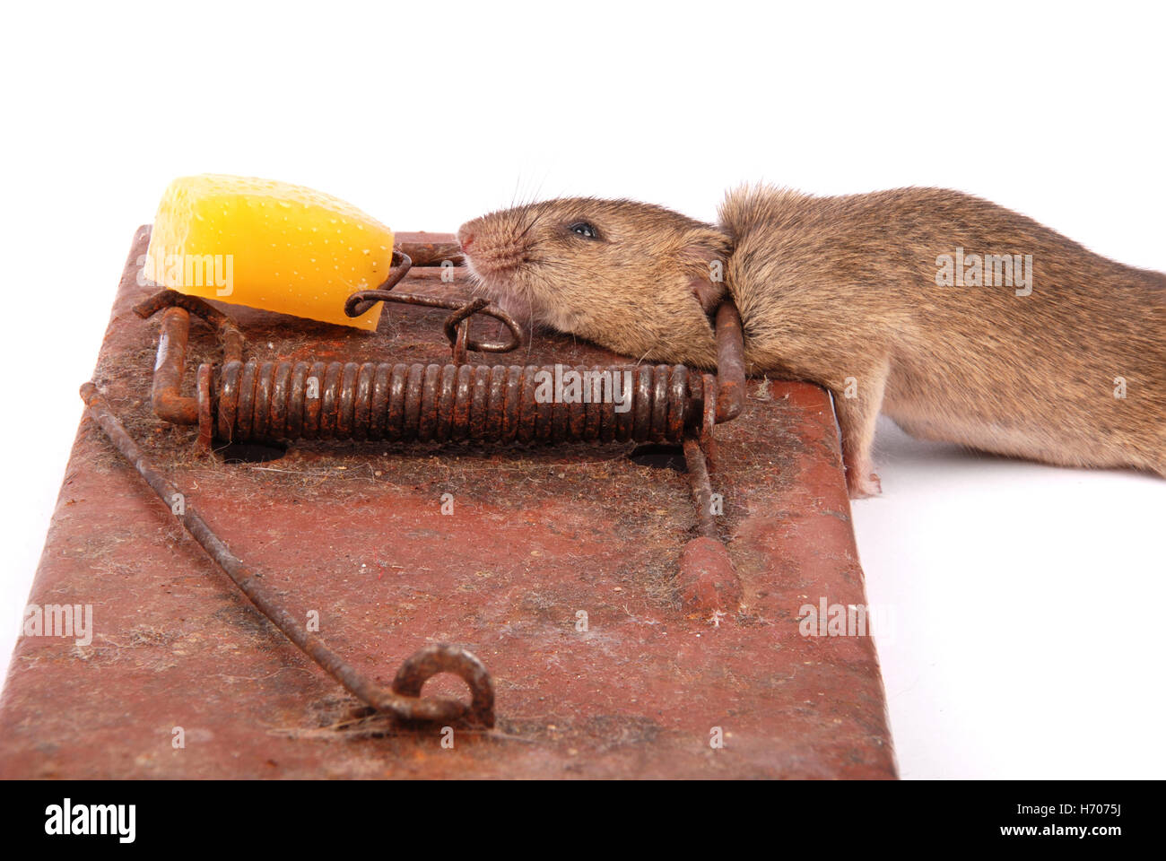 https://c8.alamy.com/comp/H7075J/mousetrap-with-dead-mouse-isolated-on-white-H7075J.jpg