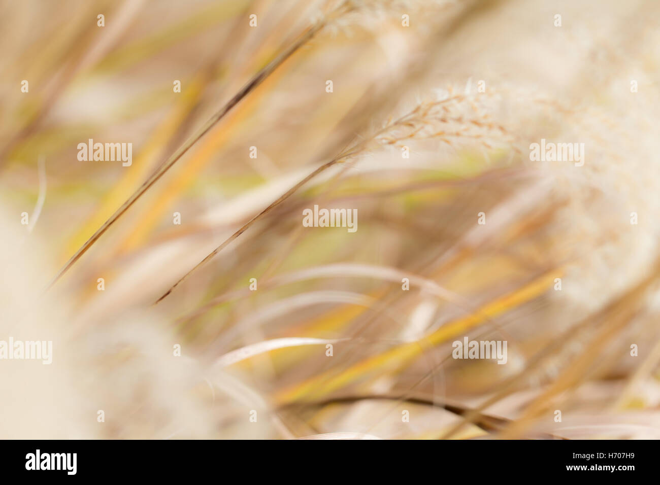 abstract background of ornamental grass turning yellow and orange in