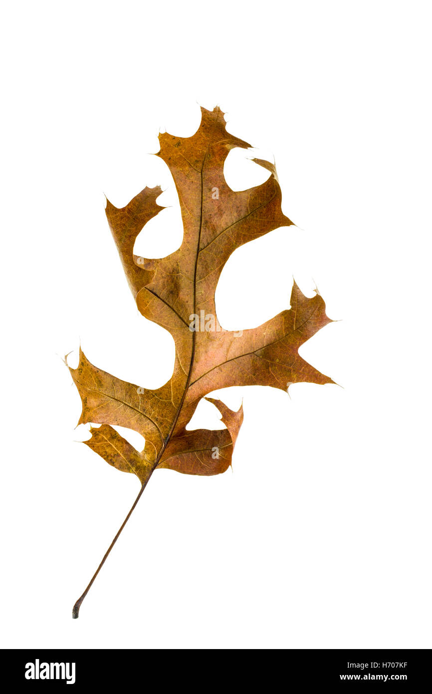 Close up of pin oak leaf in autumn colours, isolated on white. Stock Photo