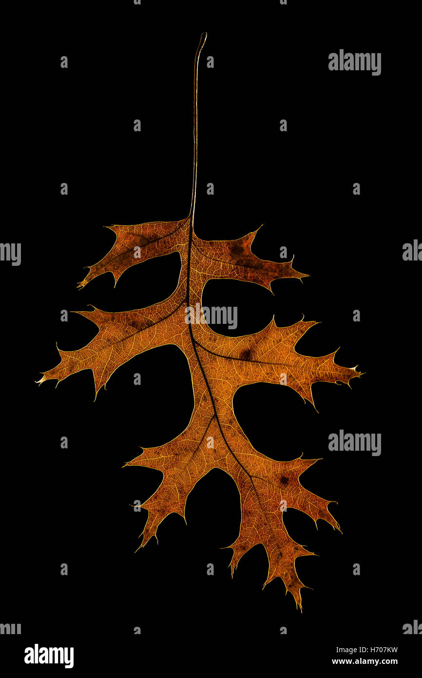 Glowing backlight pin oak leaf, isolated on black. Quercus palustris Stock Photo