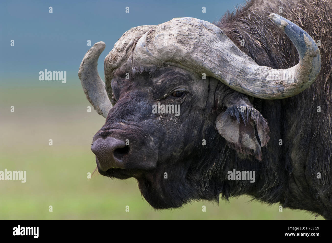 African buffalo or Cape buffalo (Syncerus caffer), portrait, Ngorongoro ...