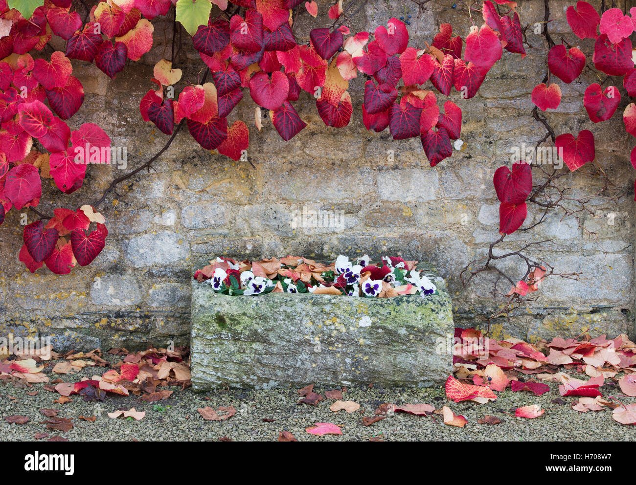 Grape vine leaves surrounding a stone flower trough in the autumn. Broadway, Cotswolds, Worcestershire, England Stock Photo