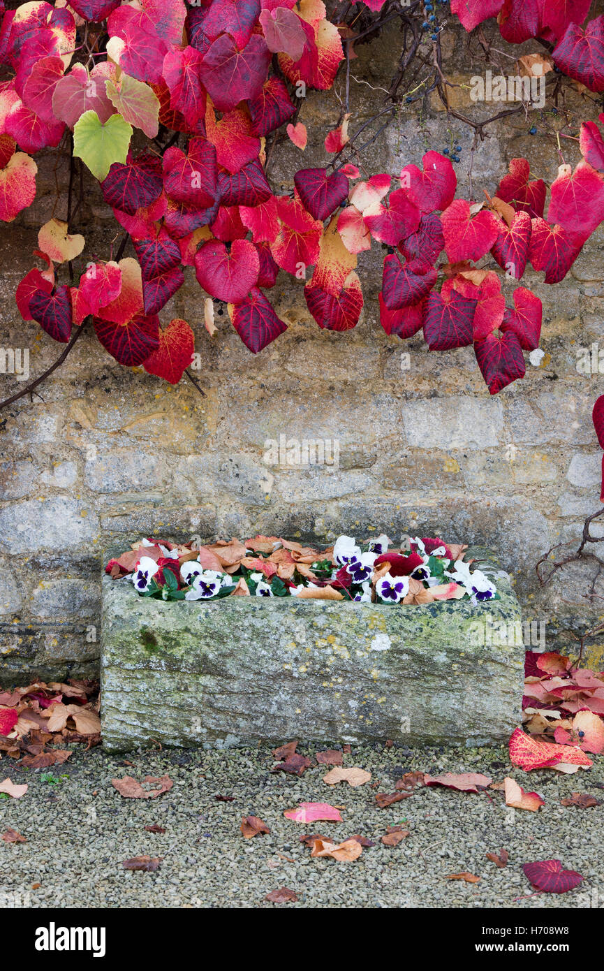 Grape vine leaves surrounding a stone flower trough in the autumn. Broadway, Cotswolds, Worcestershire, England Stock Photo