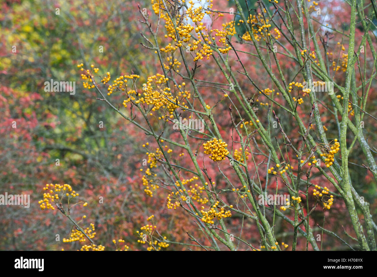 Sorbus Ethels Gold. Rowan tree berries in autumn. UK Stock Photo