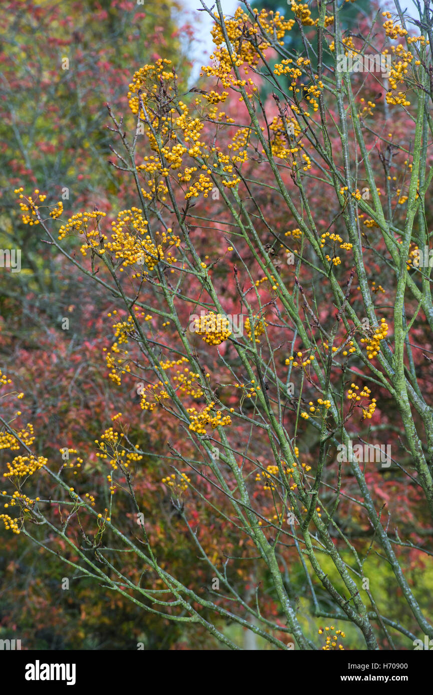 Sorbus Ethels Gold. Rowan tree berries in autumn. UK Stock Photo