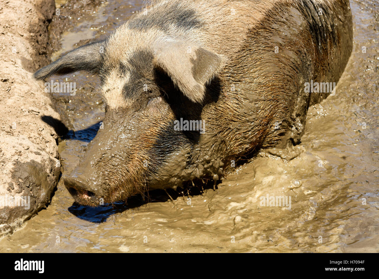 Pigs wallowing in mud hi-res stock photography and images - Alamy