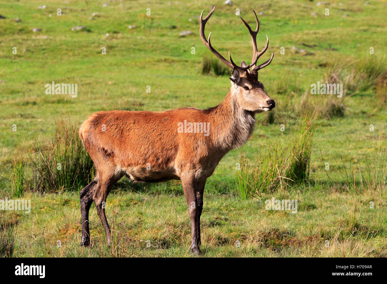 Red Deer, Cervus elaphus, young stag in early autumn Stock Photo