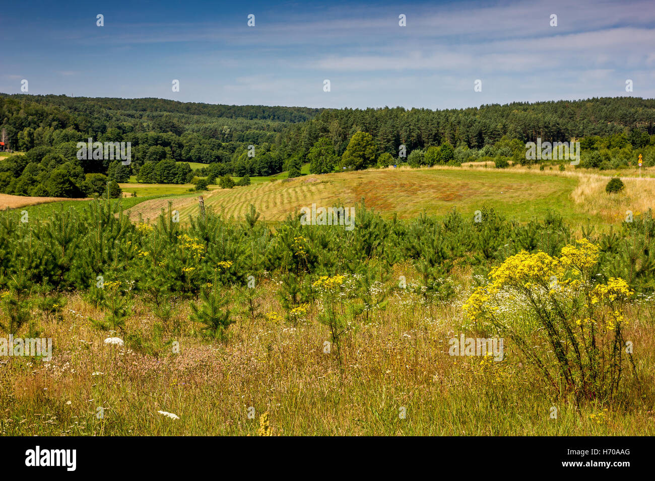 A green summer landscape in the Kaszubia region in Poland. Stock Photo