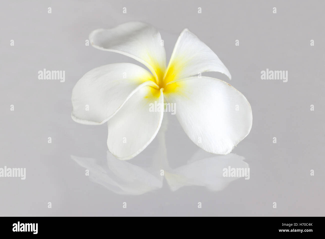 White Frangipani or Plumeria pudica with reflection on gray background. Stock Photo