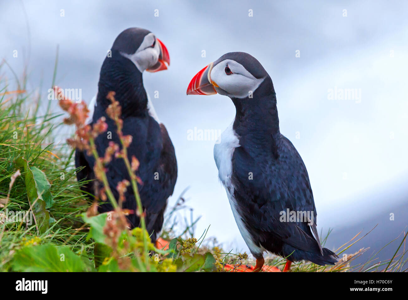 A group of Puffins (Puffin Birds) in Iceland. Stock Photo