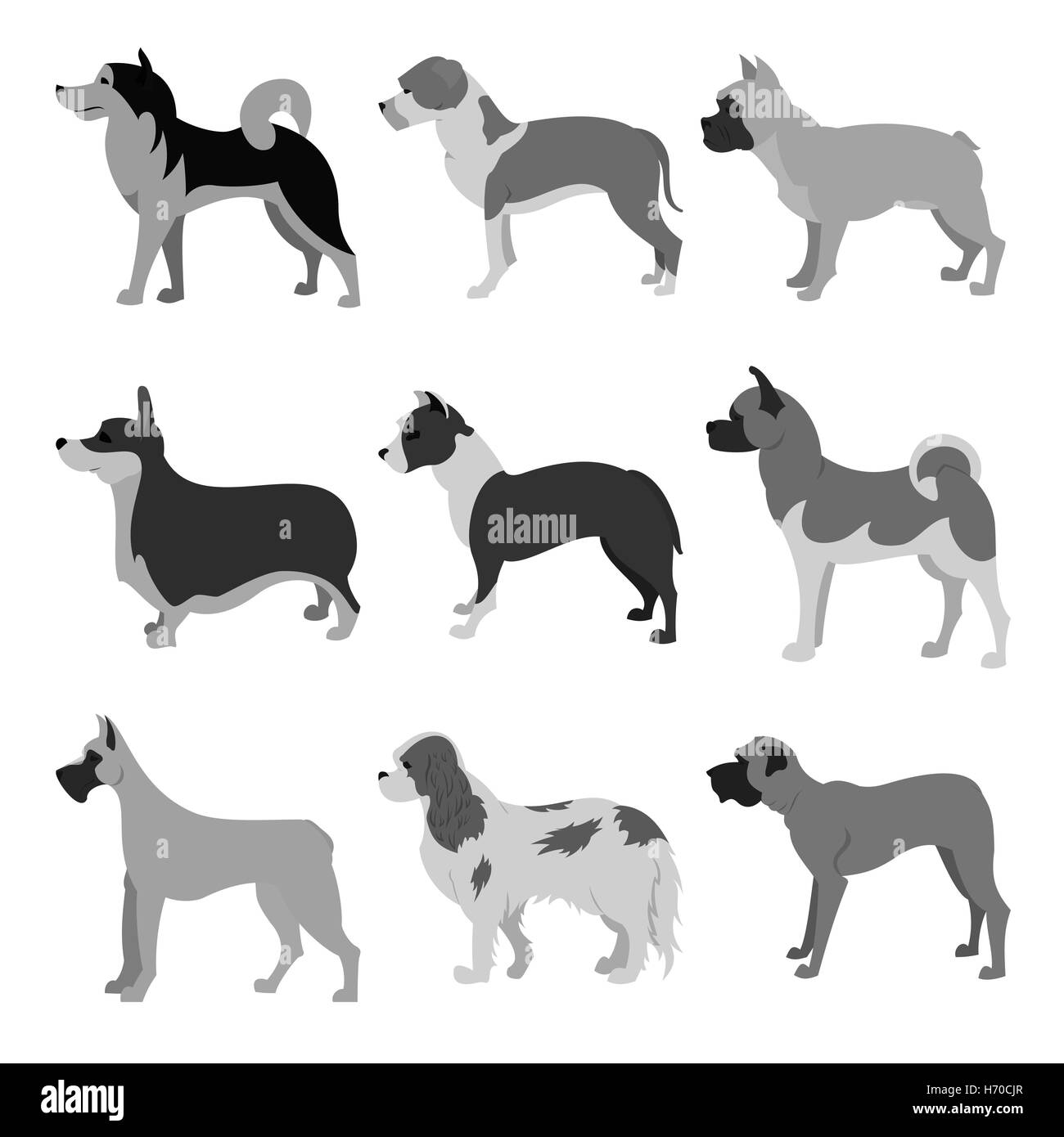 Set of dog breeds Stock Photo