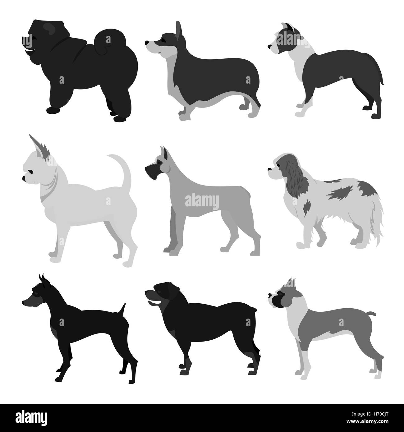 Set of dog breeds Stock Photo