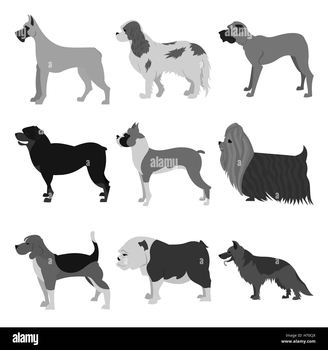 Set of dog breeds Stock Photo