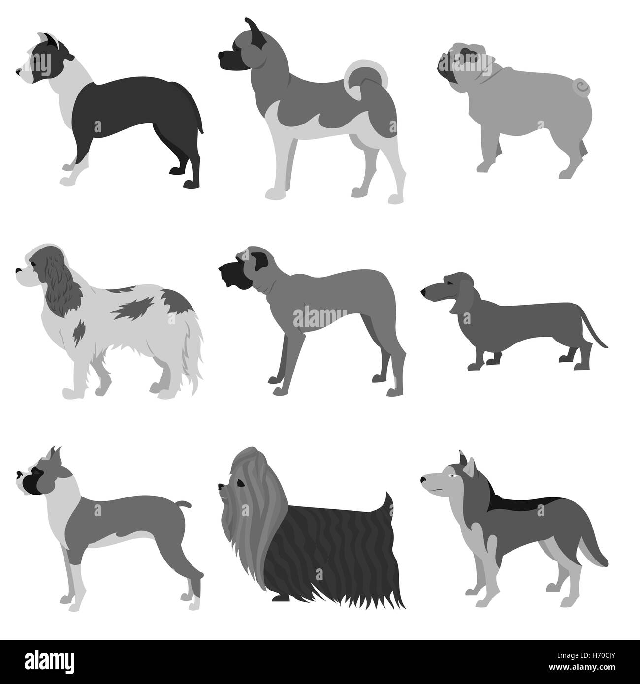 Set of dog breeds Stock Photo