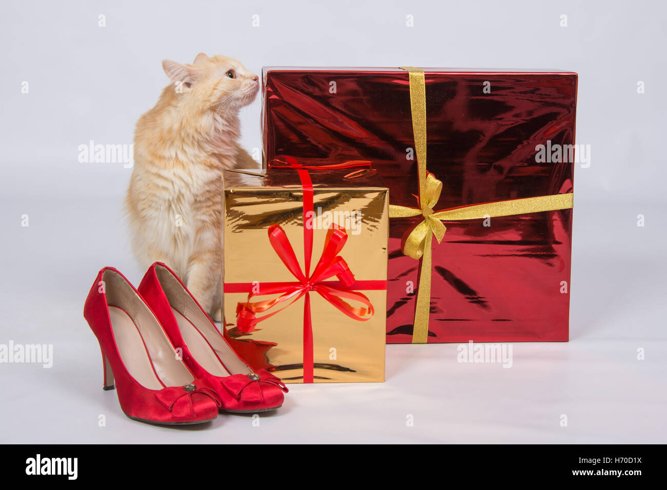 The cat sniffs the gift boxes that are next to the red lady's high-heeled shoes Stock Photo