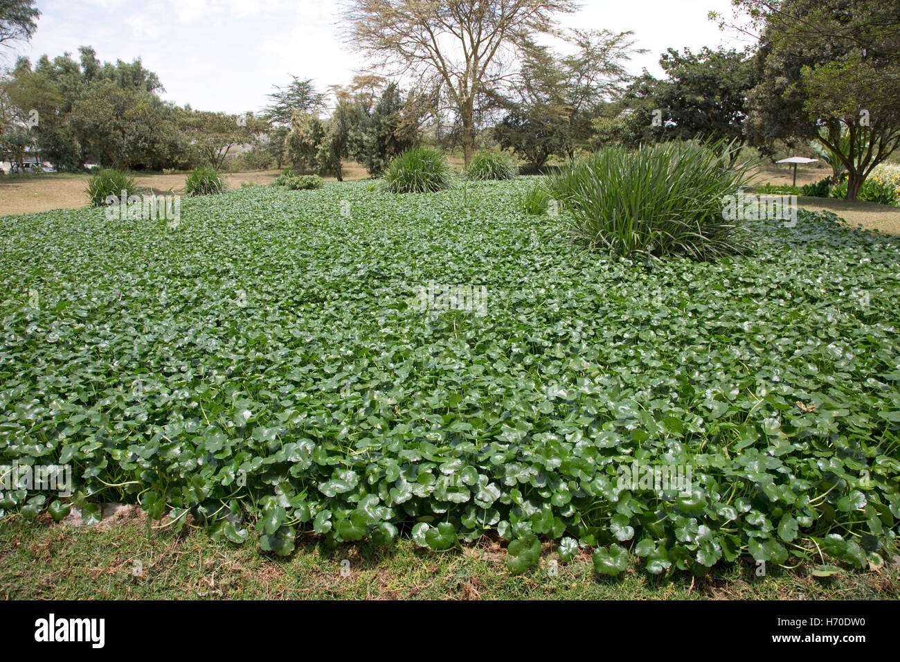 Water hyacinth in constructed wetland waste water treatment Oserian flower farm Lake Naivasha