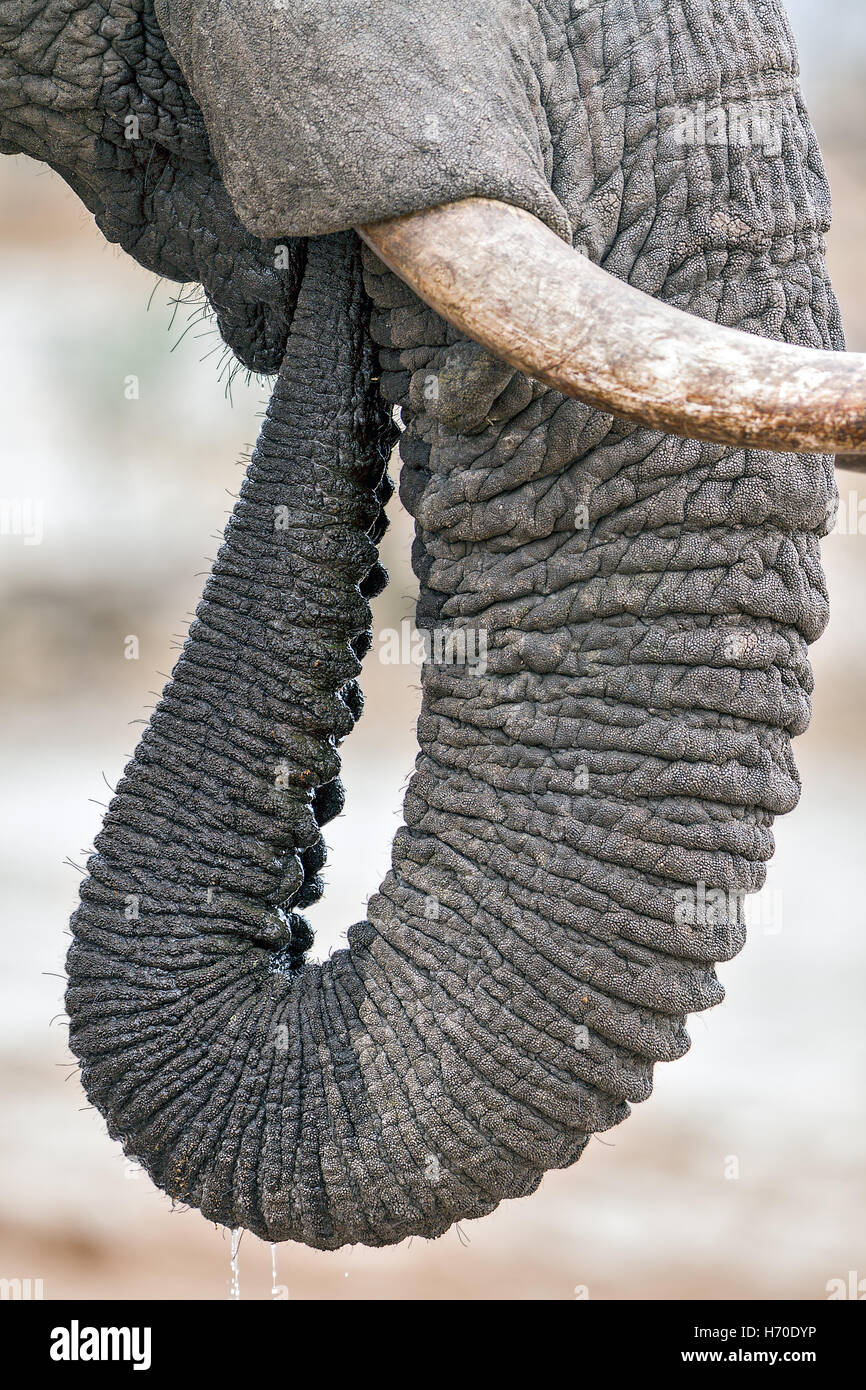 Close-up detail of an African Elephant drinking water, Botswana Stock Photo