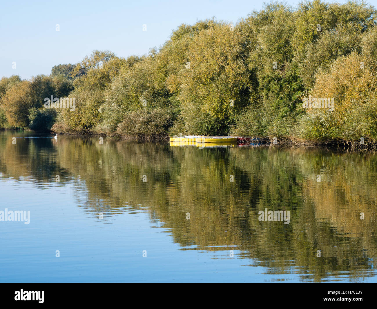 Yellow Rowing Boats, River Thames, Reading, Berkshire, England, UK, GB. Stock Photo