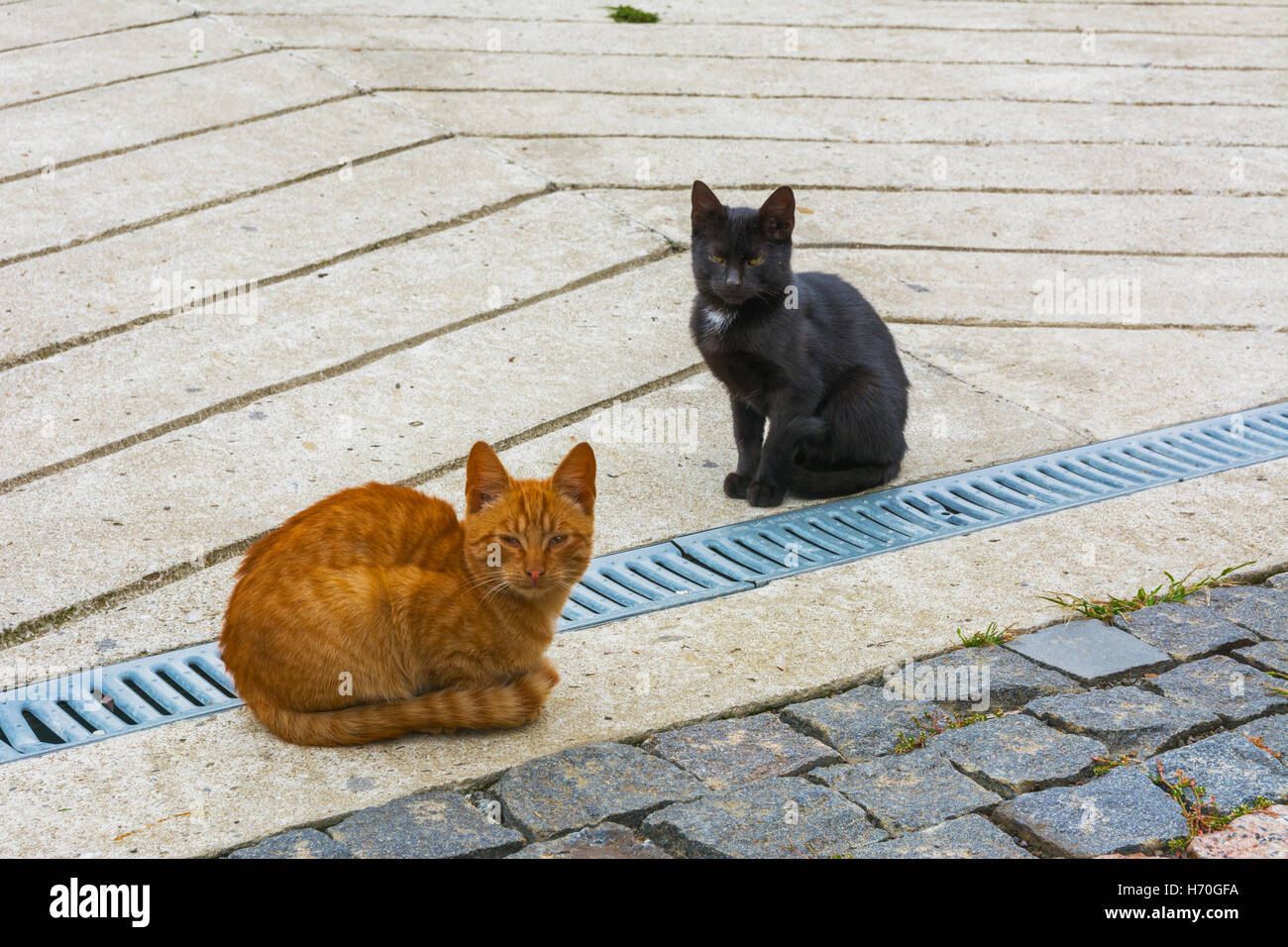Domestic cats on the lawn near a private house Stock Photo