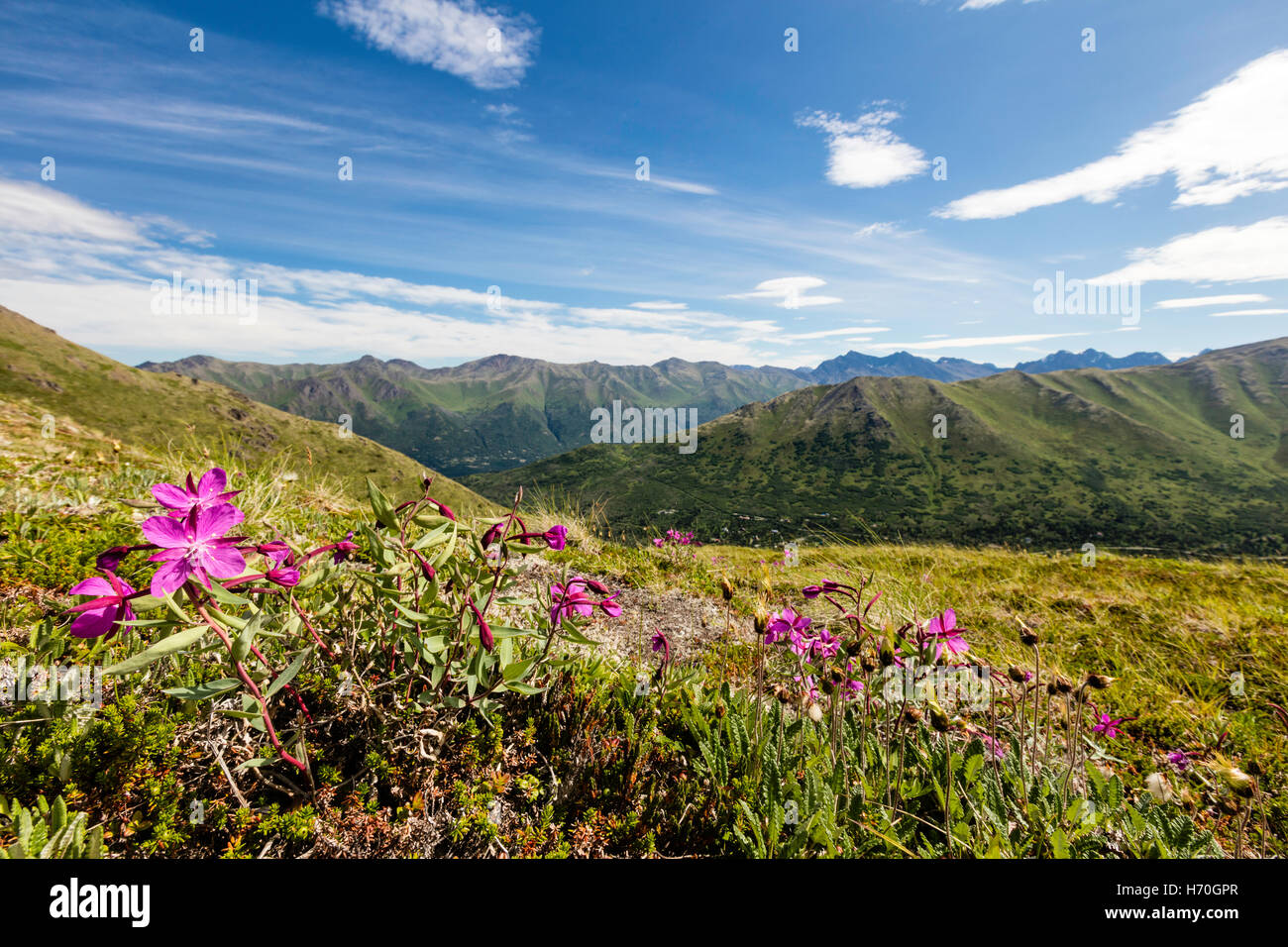 Closeup of Dwarf Fireweed and Mountain Avens overlooking South Fork Eagle River Valley in Alaska. Stock Photo
