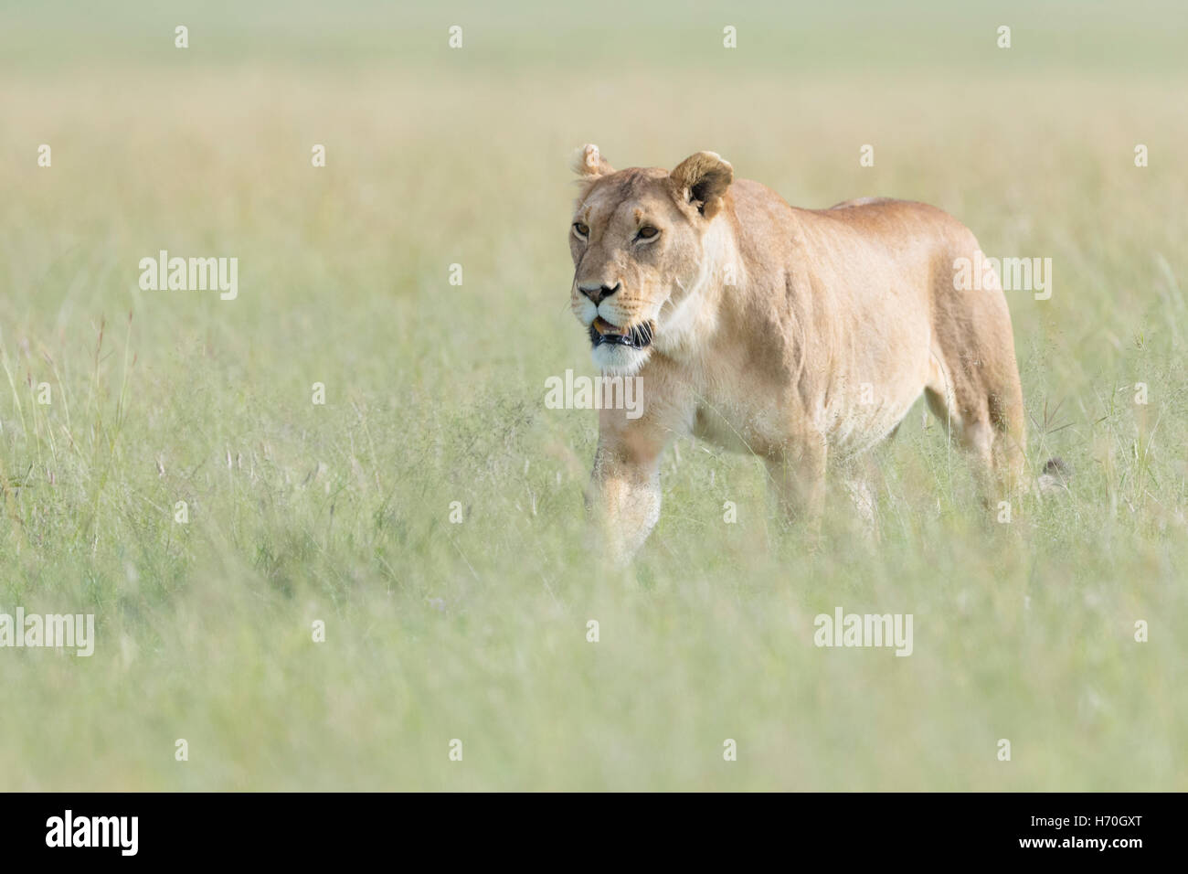 Lioness (Panthera leo) walking in savannah, Masai Mara, Kenya Stock Photo