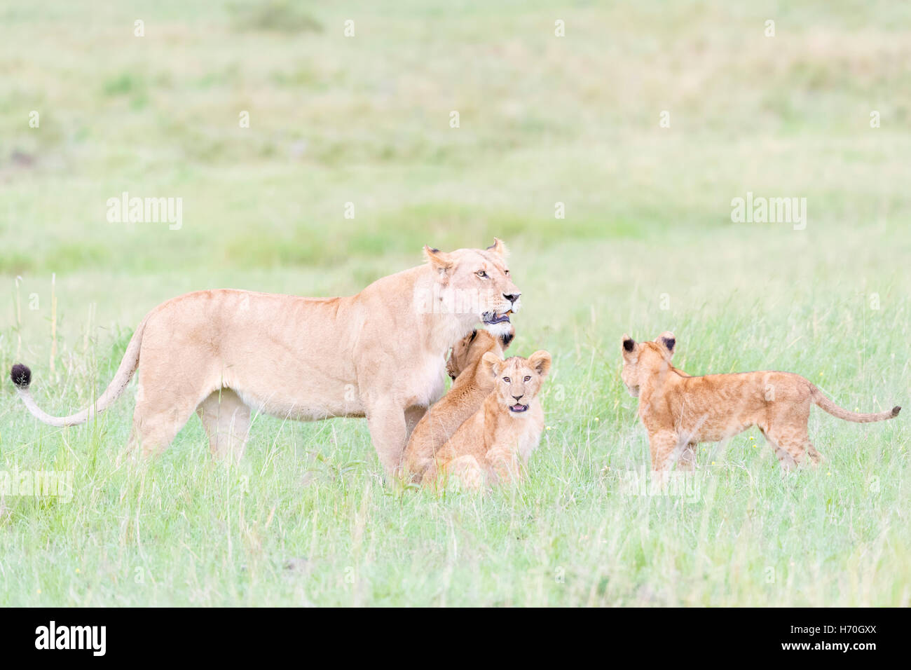 Lioness (Panthera leo) greeting cubs, Maasai Mara national reserve ...