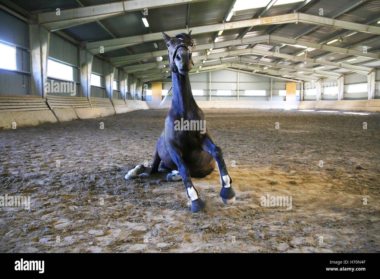 Purebred young saddle horse shake off the dust in the riding arena