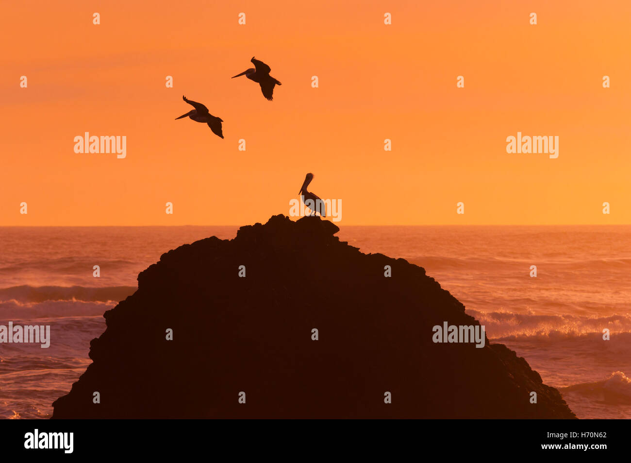 Pelicans flying over the sea of Chile. Stock Photo
