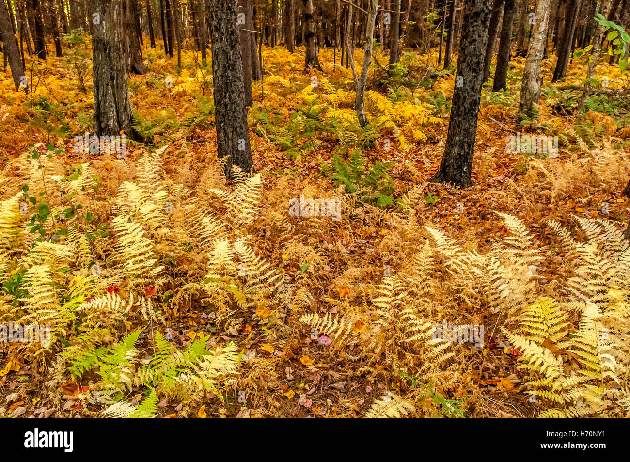 As the Fall Season  starts to comes in, the cool night take over and turns the green of these ferns to a wonder golden color.. Stock Photo