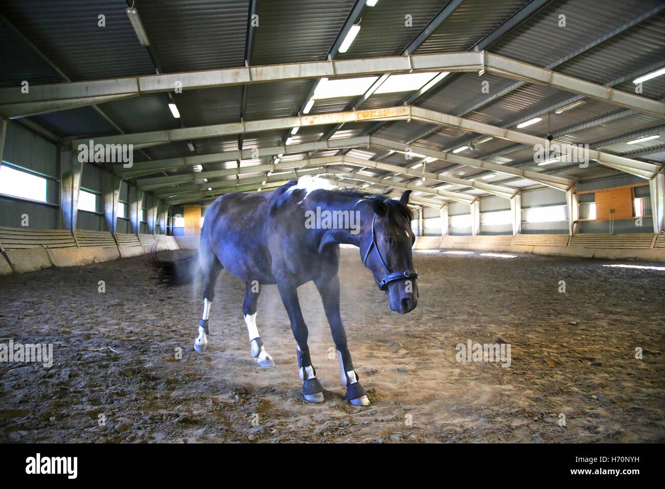 Purebred young saddle horse shake off the dust in the riding arena