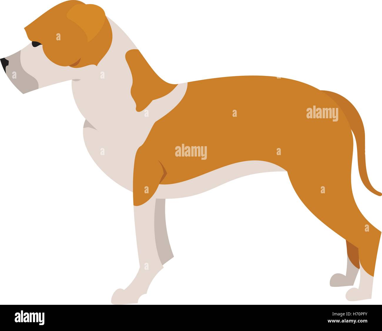 American staffordshire terrier in flat style, animal pet purebred, vector illustration Stock Vector