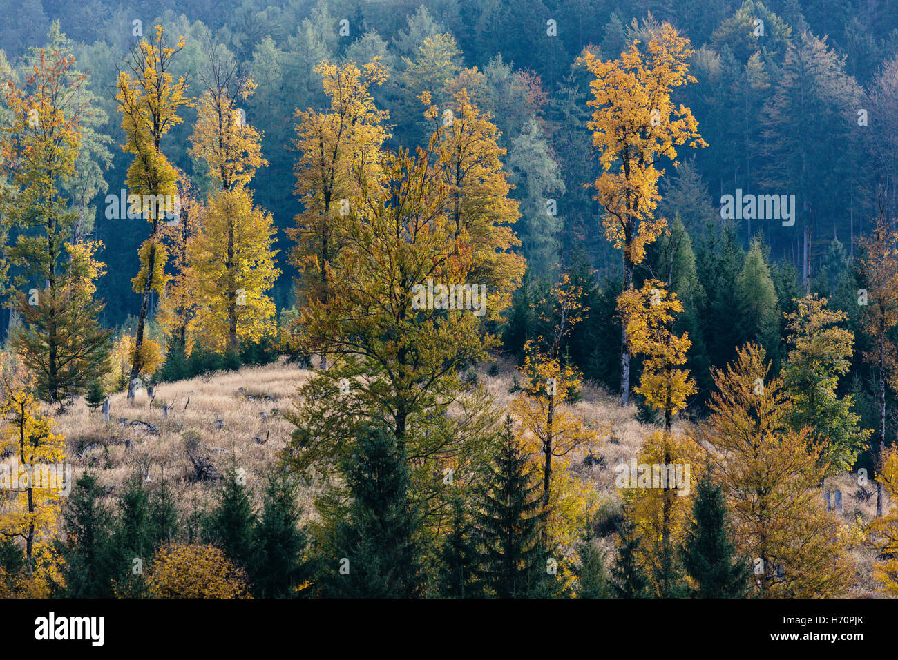 Yellow trees, Autumn in the Nationalpark Gesäuse, Forest, Styria, Austria Stock Photo