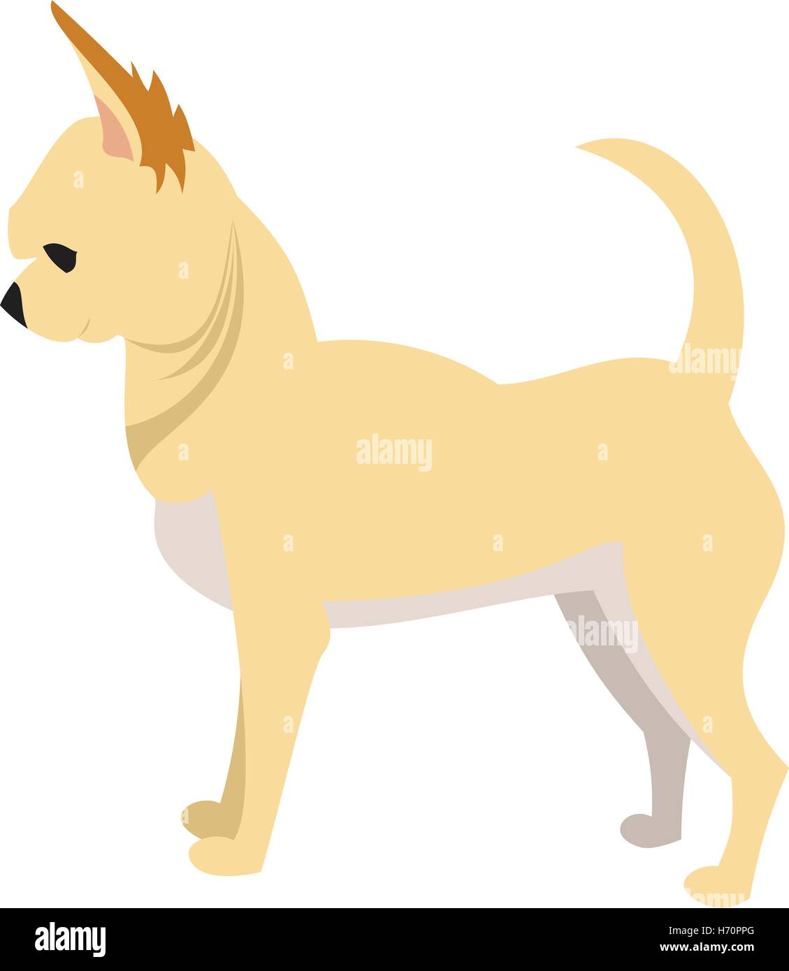 Chihuahua dog breed and purebred pet, puppy isolated on white background. Vector illustration Stock Vector