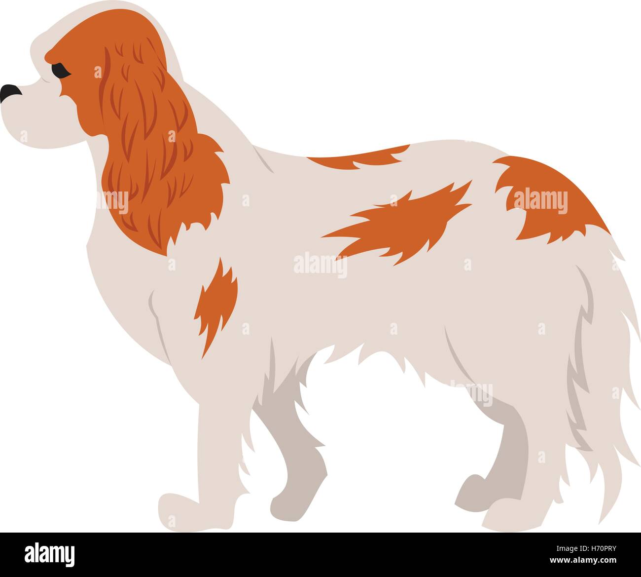 Cavalier king charles spaniel hound or dog and purebred animal, vector illustration Stock Vector