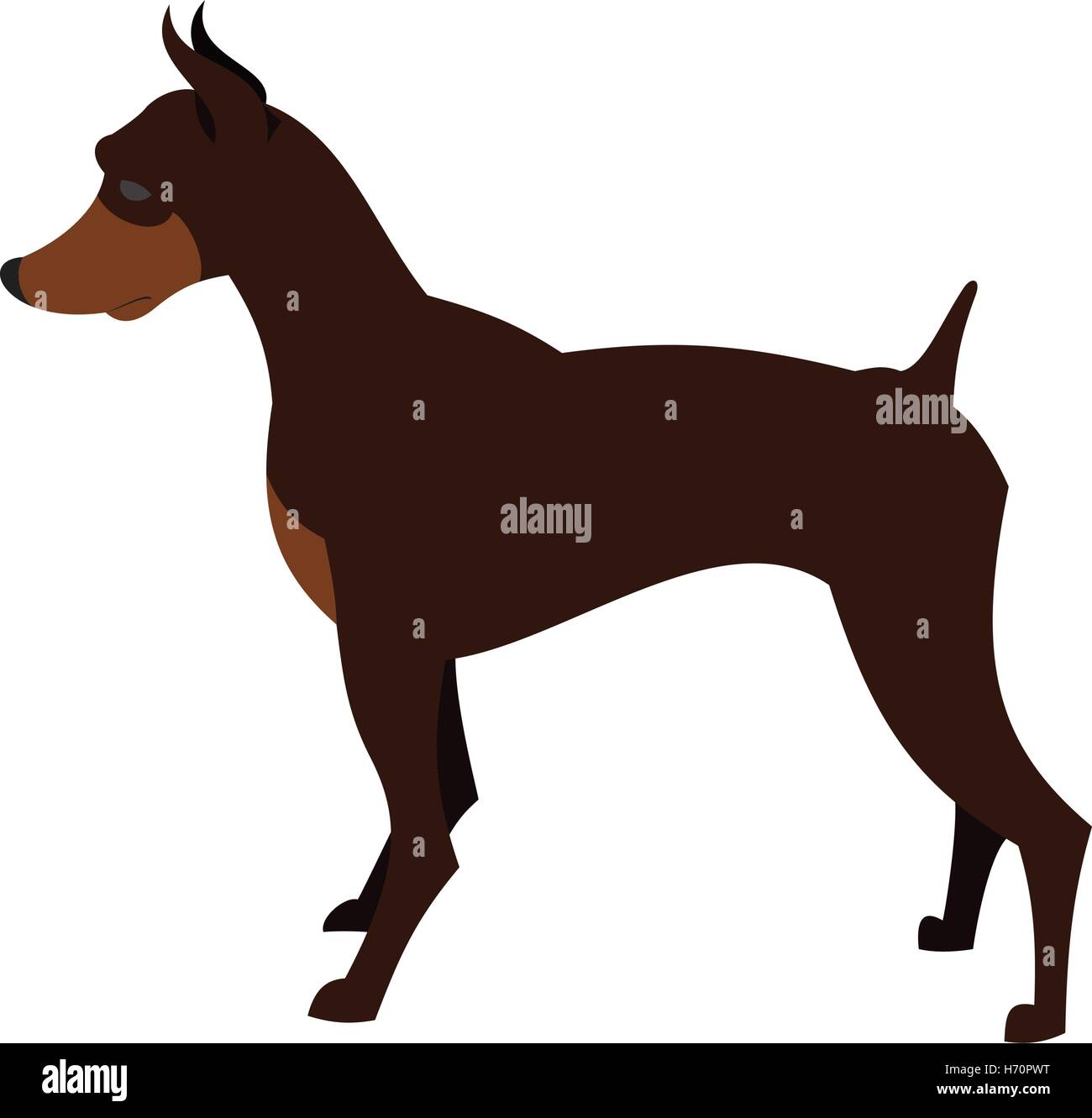 Doberman pincher dog breed for guard and security, vector illustration Stock Vector