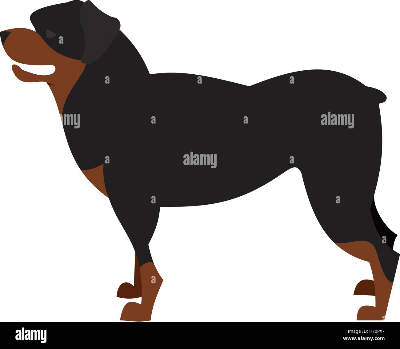 Dog breed rottweiler and animal pet domestic, purebred cute hound, vector illustration Stock Vector